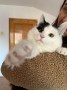 Mochi (4)